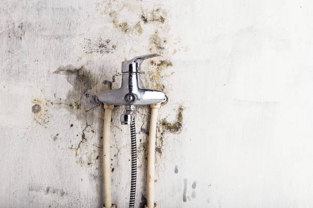 Best Toxic Mold Removal  in South Carthage, TN