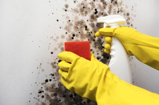 Best Black Mold Removal  in South Carthage, TN